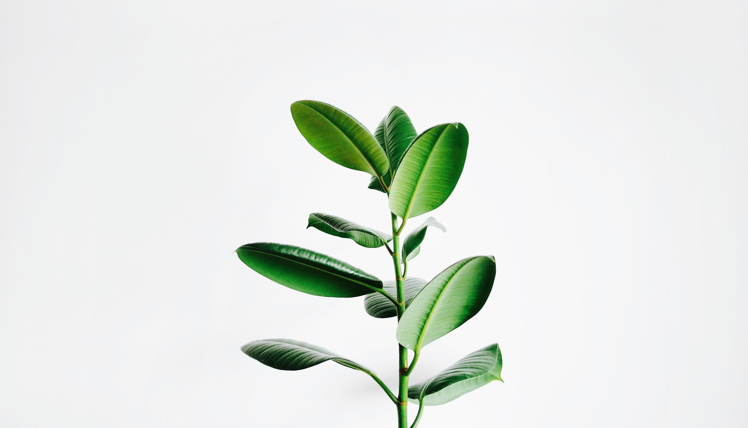 Why Diners Love Plant-Based Menus
